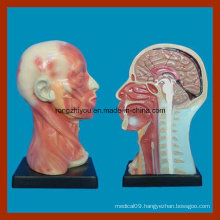 Human Head Cavity and Neck Local Anatomy Model for Educational